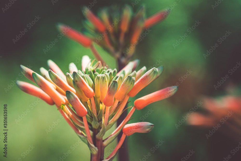 Buds of an orange Agave flower