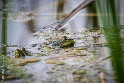 Fototapeta Naklejka Na Ścianę i Meble -  A common water frog, pelophylax esculentus, in the water. Pilsen, Czech Republic