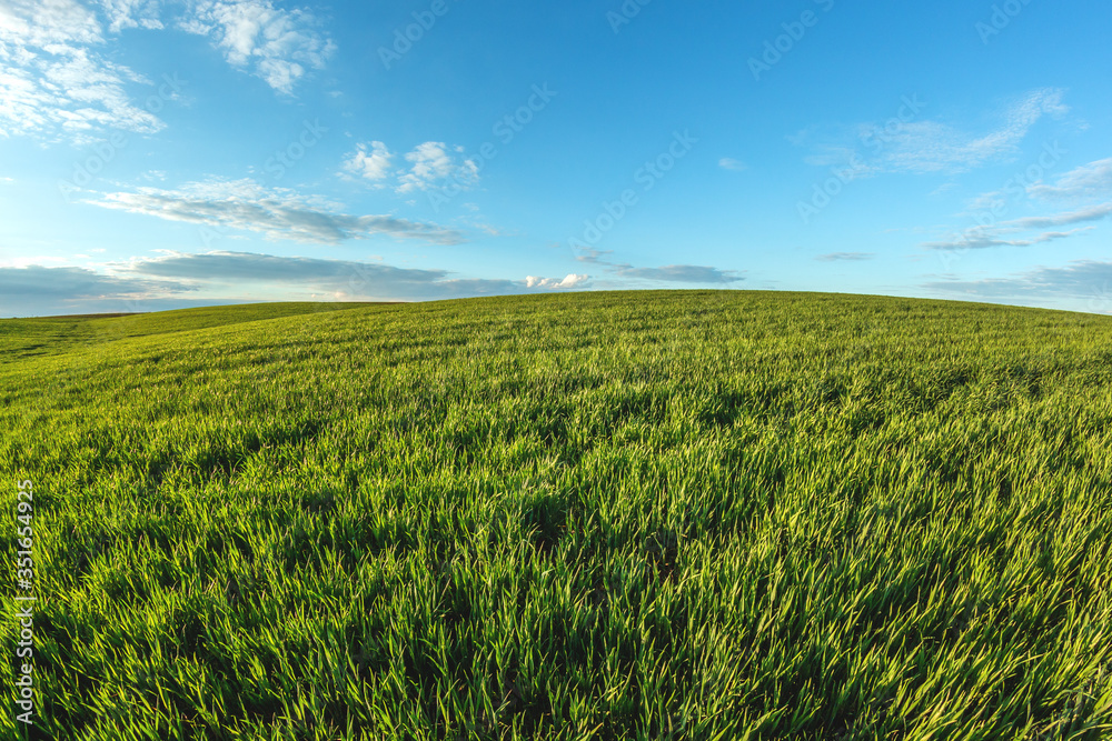 Fototapeta premium green agricultural field of sprouted young wheat on private agricultural land