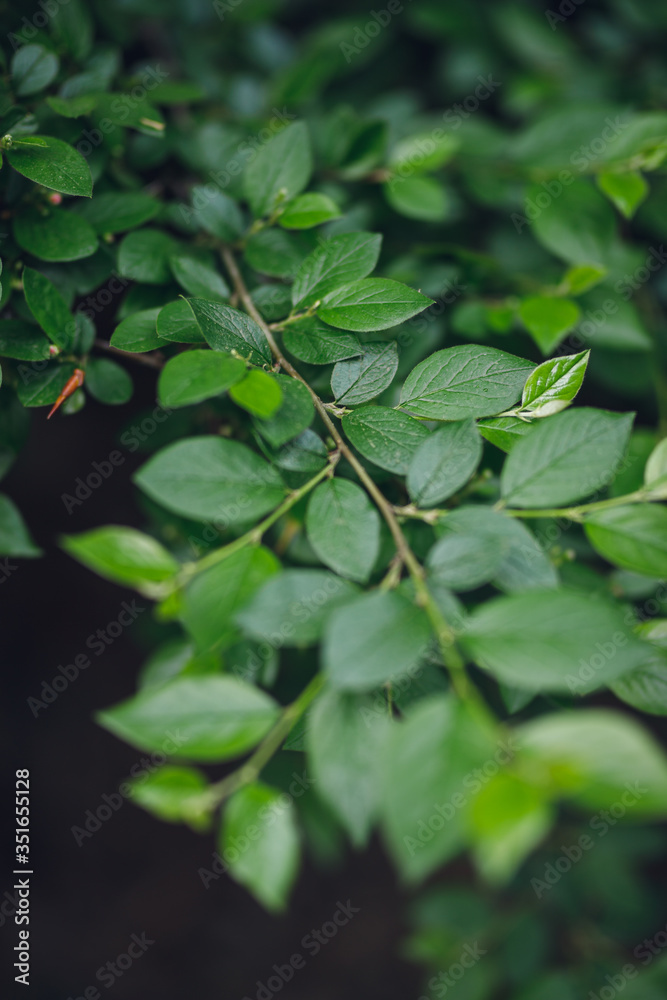 abstract green leaves and dark tone process, nature pattern background abstract green leaves and dark tone process, nature pattern background