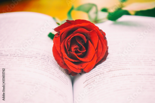 Red roses on books, love concepts and books photo