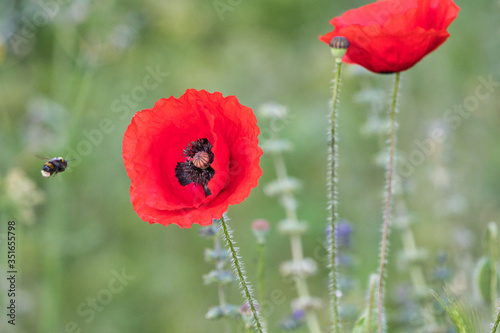 red poppy in the field, with a bee flying towards it.
