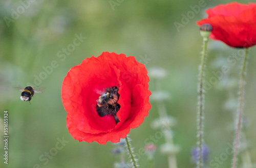 red poppy flower with a bee in the flower and another in mid air