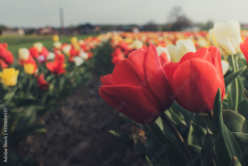 Ścieżka w polu pełna pięknych, kwitnących kolorowych tulipanów na drodze pełnej kwiatów, romantyczne miejsce - obrazy, fototapety, plakaty 