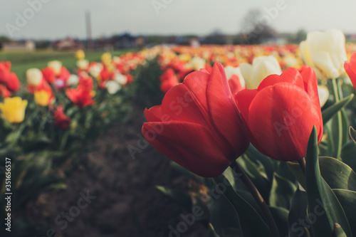 Ścieżka w polu pełna pięknych, kwitnących kolorowych tulipanów na drodze pełnej kwiatów, romantyczne miejsce