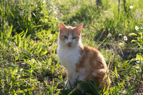 Ginger cat in the grass in the sun. Fluffy cat in the yard on a warm summer evening at dusk
