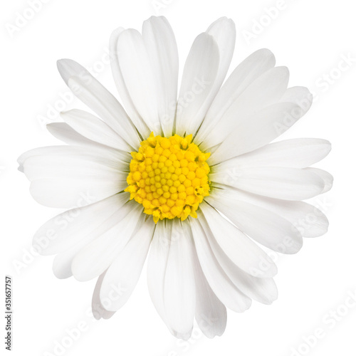 Daisy flower isolated on white background.   hamomile isolated