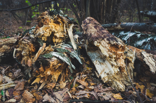 A pile of rotten fallen trees photo