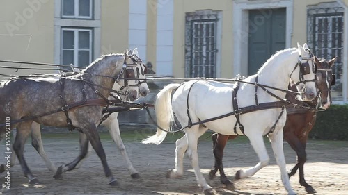 horses pulling carriage slow motion