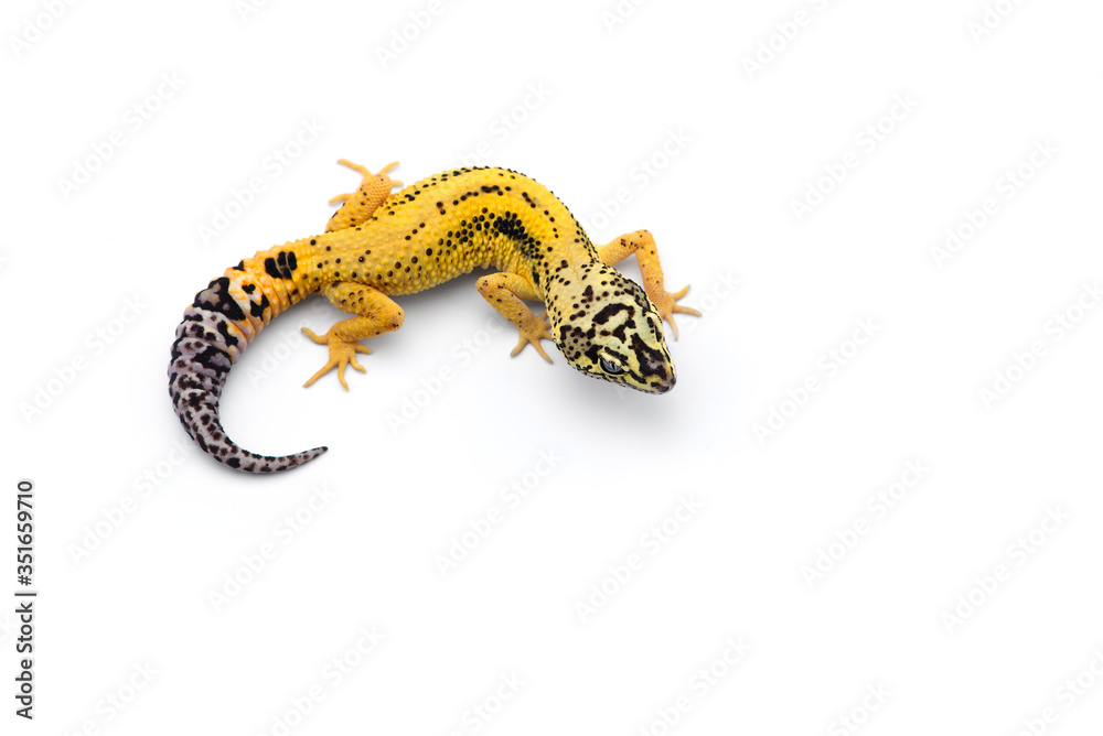 Naklejka premium The common leopard gecko isolated on white background 