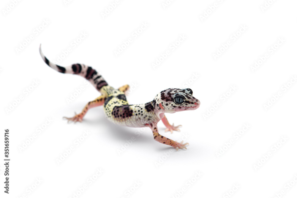 Naklejka premium The common leopard gecko isolated on white background 