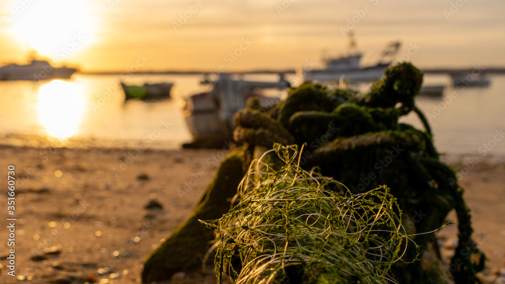 Fototapeta premium Moldy capes of green color