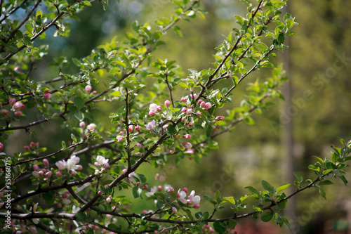 цветущая яблоня красным цветом,blooming apple tree in red,