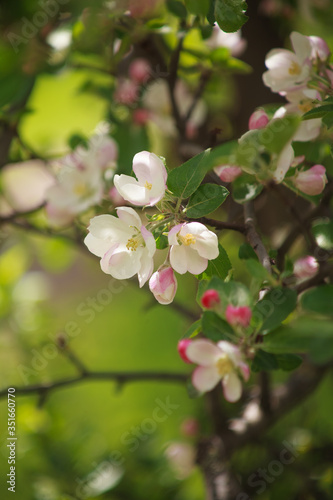 цветущая яблоня красным цветом,blooming apple tree in red,