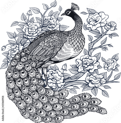 Vector Ink Peacock Flowers Illustration