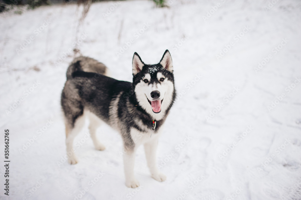 Gray, black with white husky stands on the snow at the nature