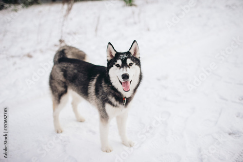 Gray  black with white husky stands on the snow at the nature