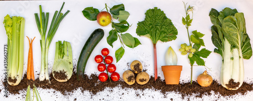 Flat lay with fresh local vegetables en fruits like, celery, spring onion, rhubarb, tomato, apple, grapes, zucchini, chicory, bok choy and soil photo