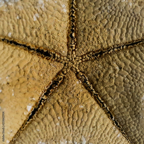 yellow starfish texture close up