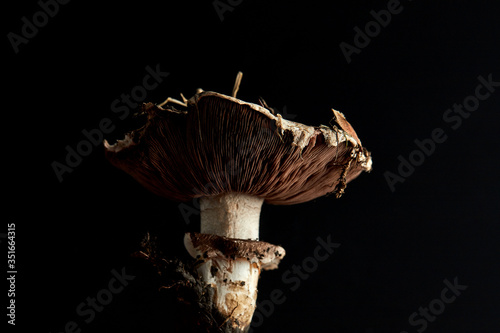 Champignon porphyry, edible mushroom, Agaricus porphyrizon. Close-up on a black background, isolated