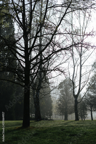 Foggy morning at the park.Morning foggy park.Mystical autumn forest in fog in the morning.Old Tree.Beautiful landscape with trees,green fog.Nature.Enchanted foggy forest with magic atmosphere