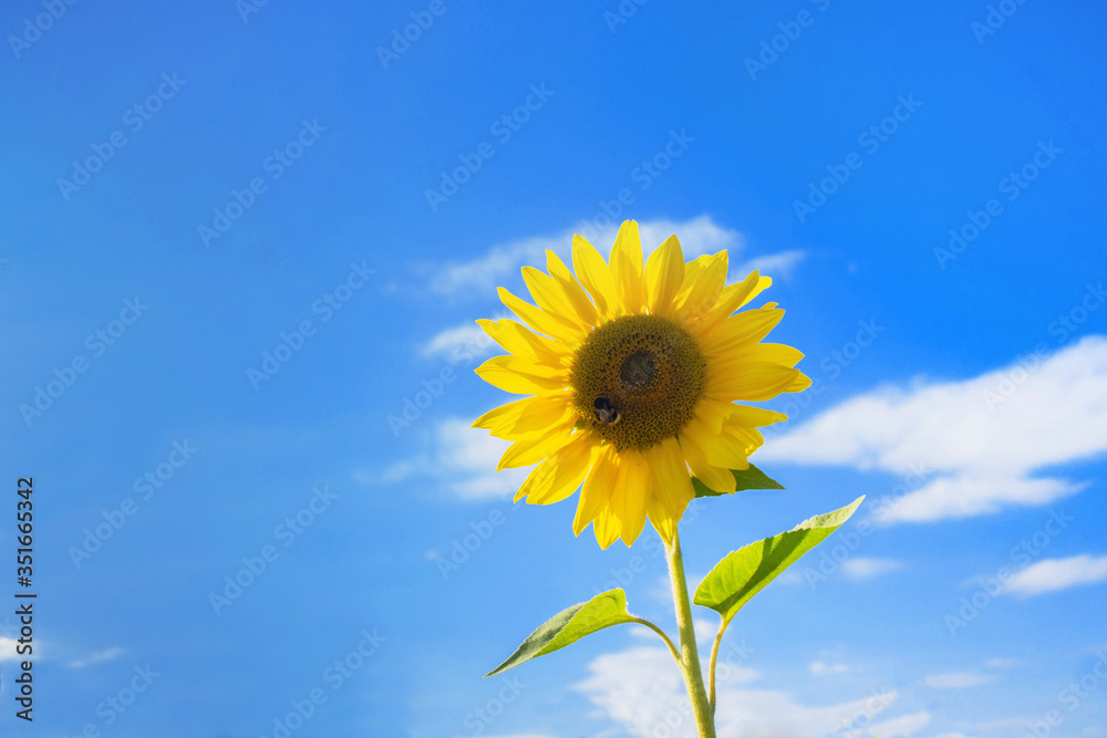 Sunflower is standing alone on the blue sky background. Little bee is collecting the pollen in the center of flower
