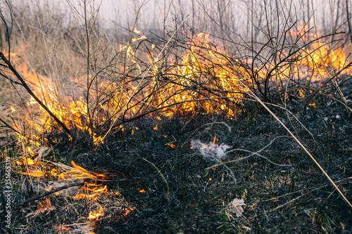 Fire in the dry grass in the spring in the field of fire danger