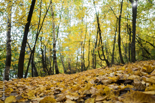 Close up view on yellow Autumn fallen leaves that covered forest ground   walking path. Blurred background contains park trees - birches   larches