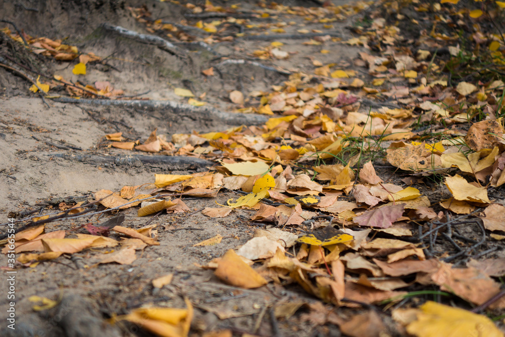 Close up view onto park ground with Autumn yellow leaves, mixed with grass & fallen branches. There are some forest roots on background Close up view onto park ground with Autumn yellow leaves, mixed with grass & fallen branches. There are some forest roots on background