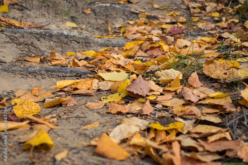 Close up view onto park ground with Autumn yellow, orange & red leaves, mixed with grass & fallen branches