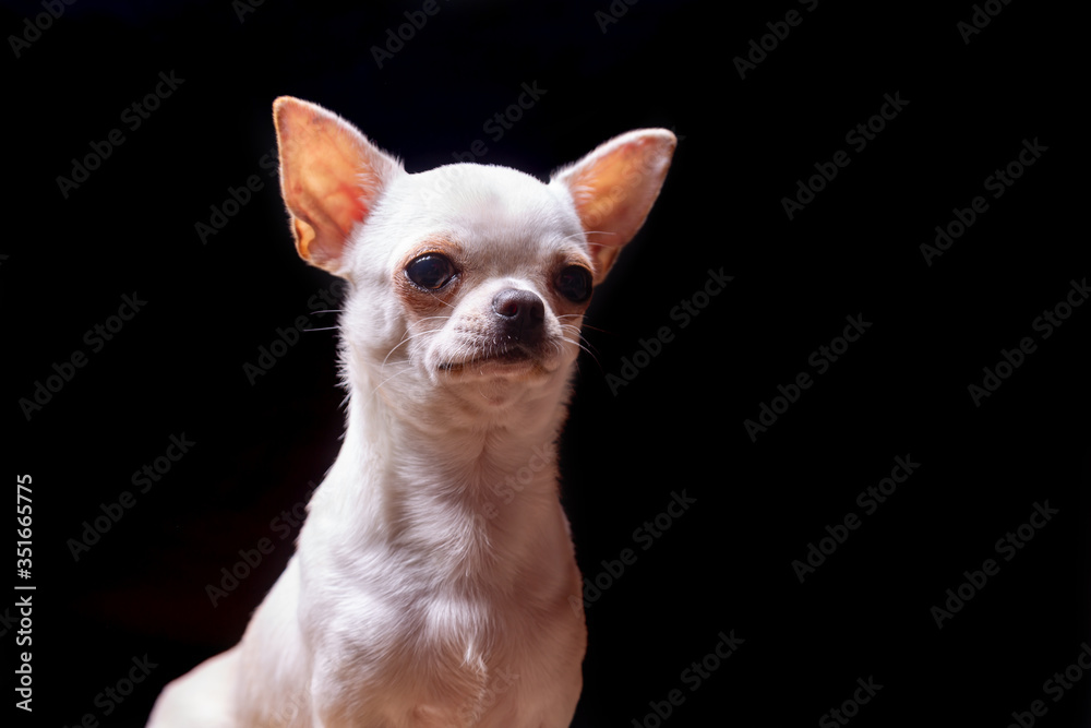 Chihuahua smooth-haired cream dog looks attentively. Portrait on a black background. Horizontal orientation.