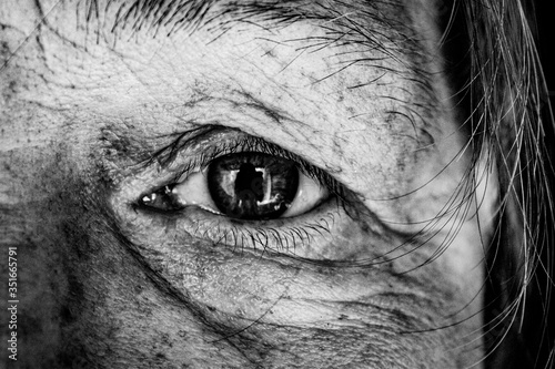eye of the horse © Никита Кудряшов