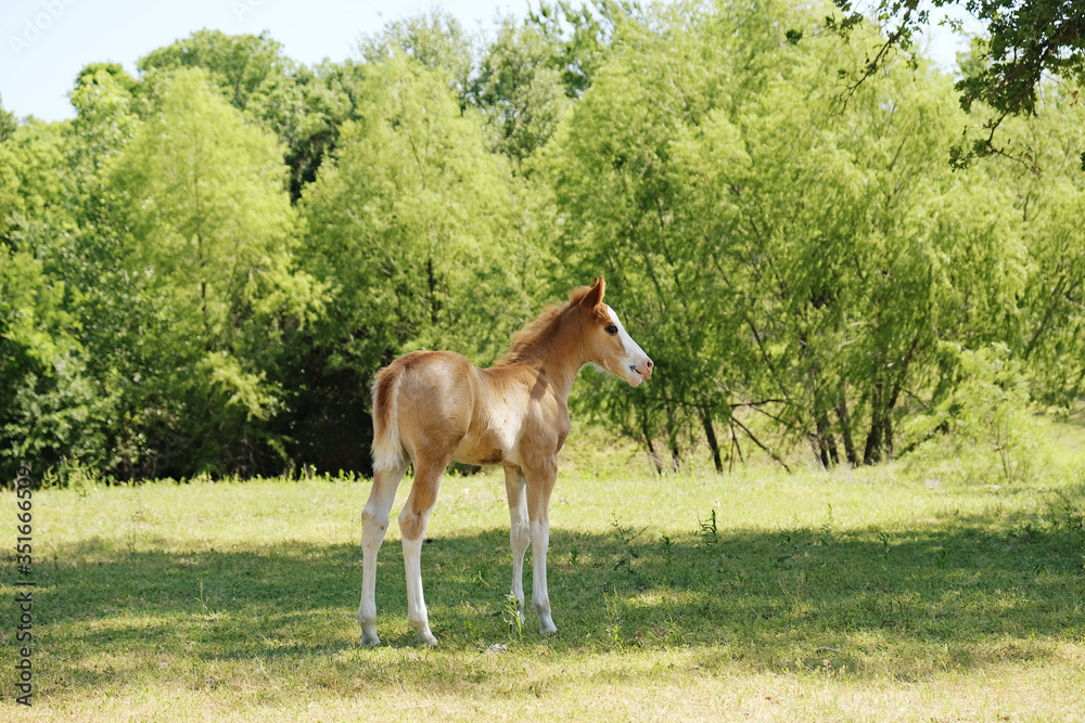 Obraz premium Foal horse in spring or summer farm field full of green grass in Texas landscape.