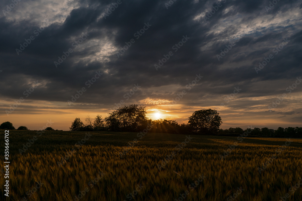 Golden sunset with sun rays from a dramatic sky over bushes on the edge of a rye field.
