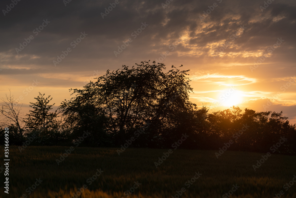 Golden sunset over bushes on the edge of a rye field. Golden sunset over bushes on the edge of a rye field.