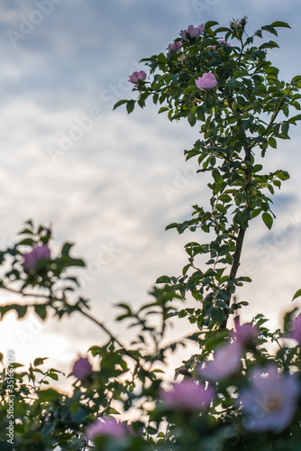An outstanding branch of a wild rose in the light of the setting sun against the sky.