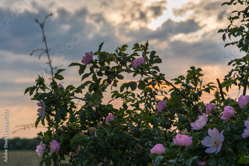 A wild rose in the light of the setting sun.