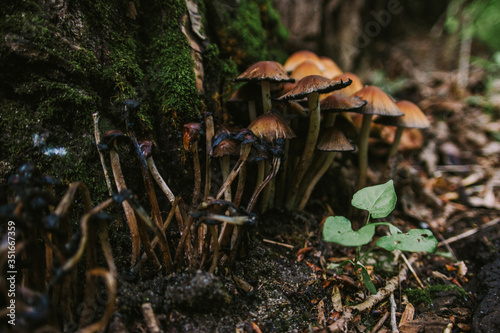 poisonous mushrooms grow out of moss rotten at the roots of trees in autumn