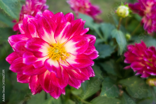 Close up view onto decorative purple flower of Dahlia Senior s Dream in peak of its blossom. Other flowers   burgeons are on blurred background