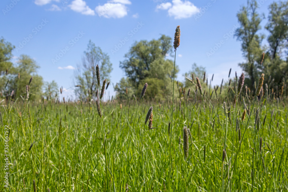 View of a wet meadow. Wet meadows are wood-free semi-natural biotopes characterised by grasses, rushes, sedges and other plants.