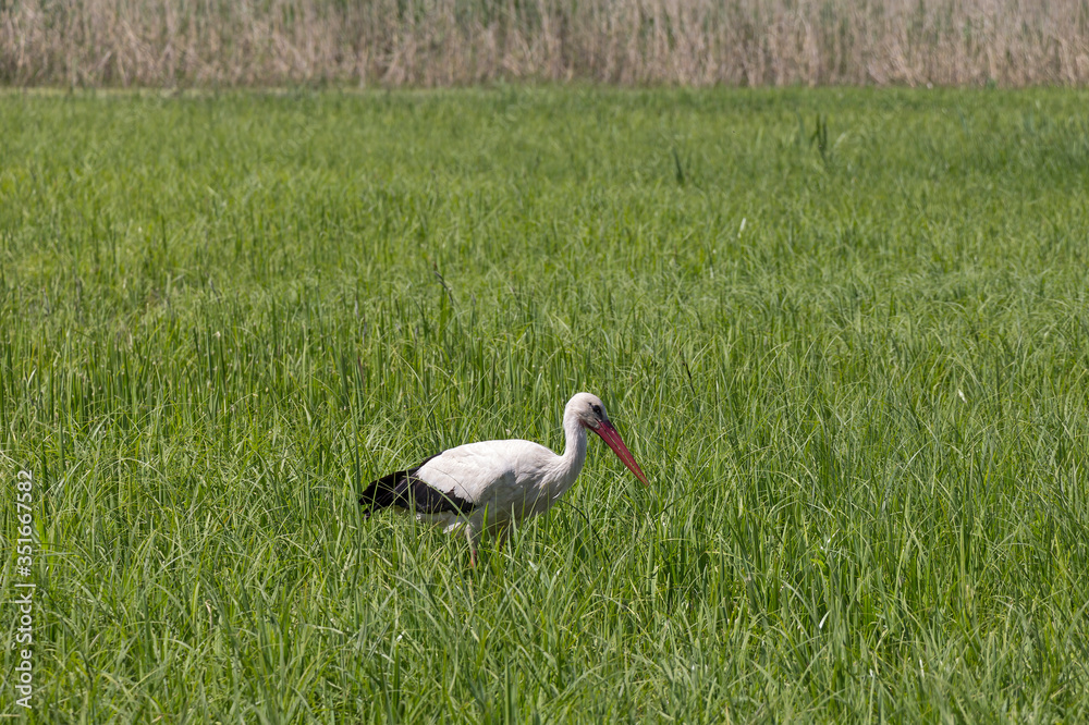 A white stork walks on a wet meadow in fresh green grass.