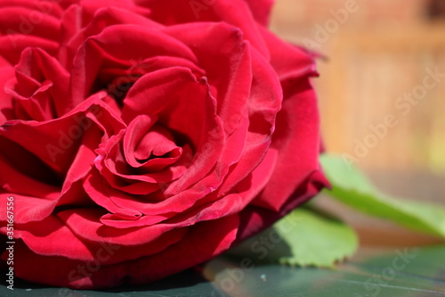 red rose closeup