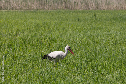 Obraz na płótnie A white stork walks on a wet meadow in fresh green grass. w salonie