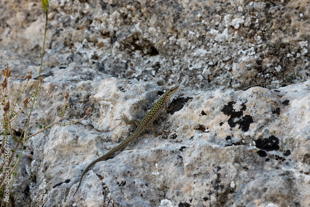Lizard on the rock Lizard on the rock