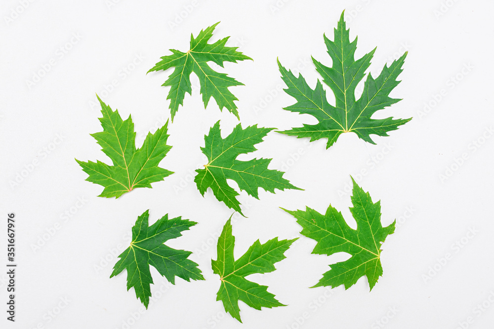 Seven green maple leaf, white background Seven green maple leaf, white background
