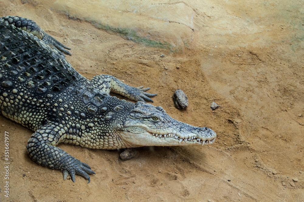 Fototapeta premium Head and front legs of crocodile in an animal reserve in Spain.