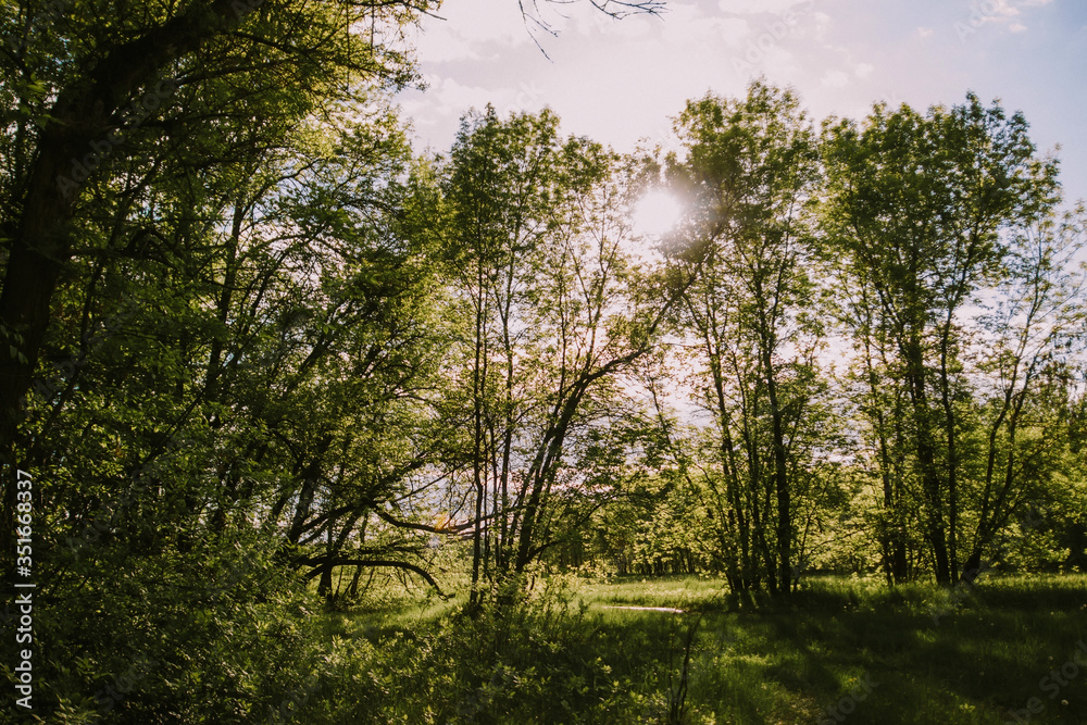 Fototapeta premium Summer sunny day fresh green forest in a clearing, nature