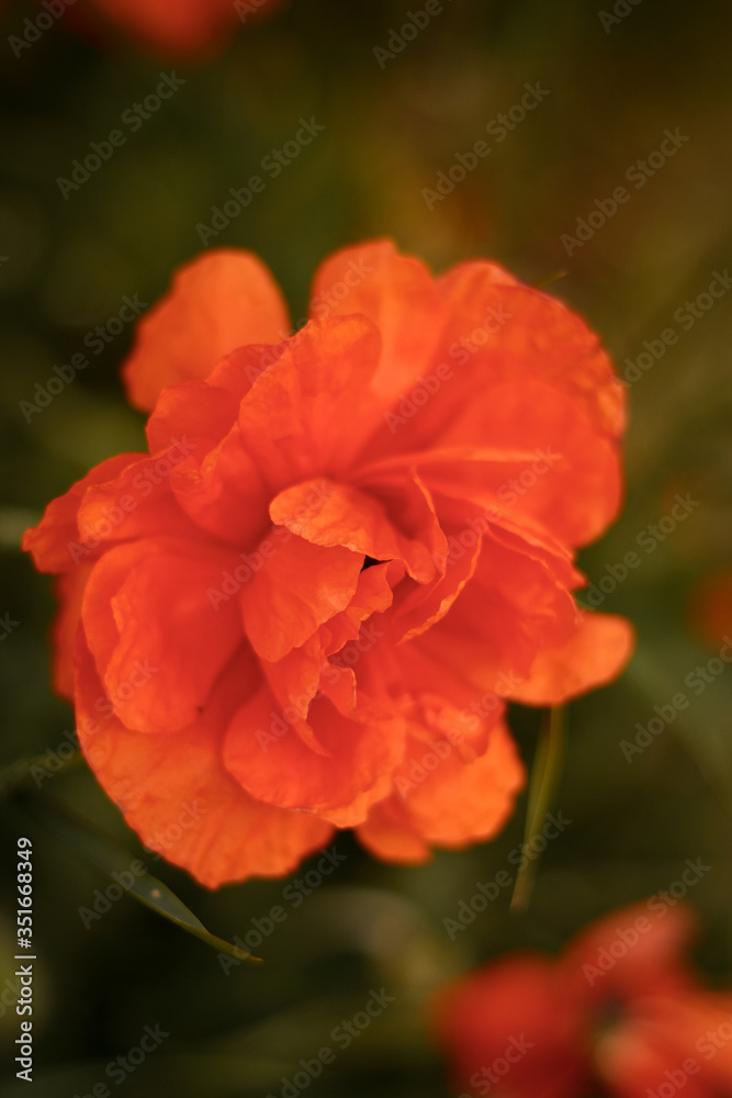 Flowers Red poppies blossom on wild field. Beautiful field red poppies with selective focus. soft light. Natural drugs. Glade of red poppies. Lonely poppy. Soft focus Flowers Red poppies blossom on wild field. Beautiful field red poppies with selective focus. soft light. Natural drugs. Glade of red poppies. Lonely poppy. Soft focus