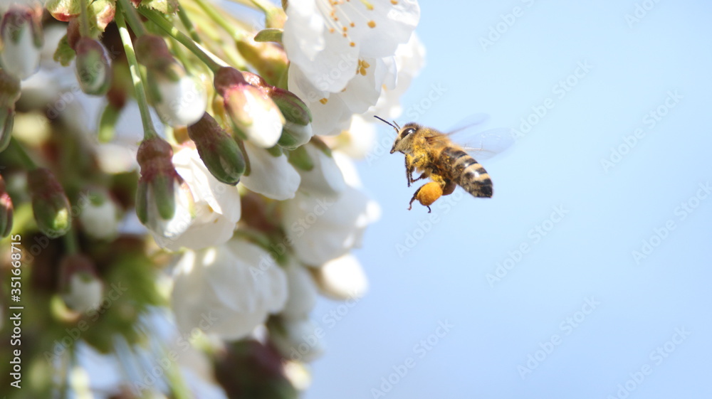 Bee Unedited Bee Unedited