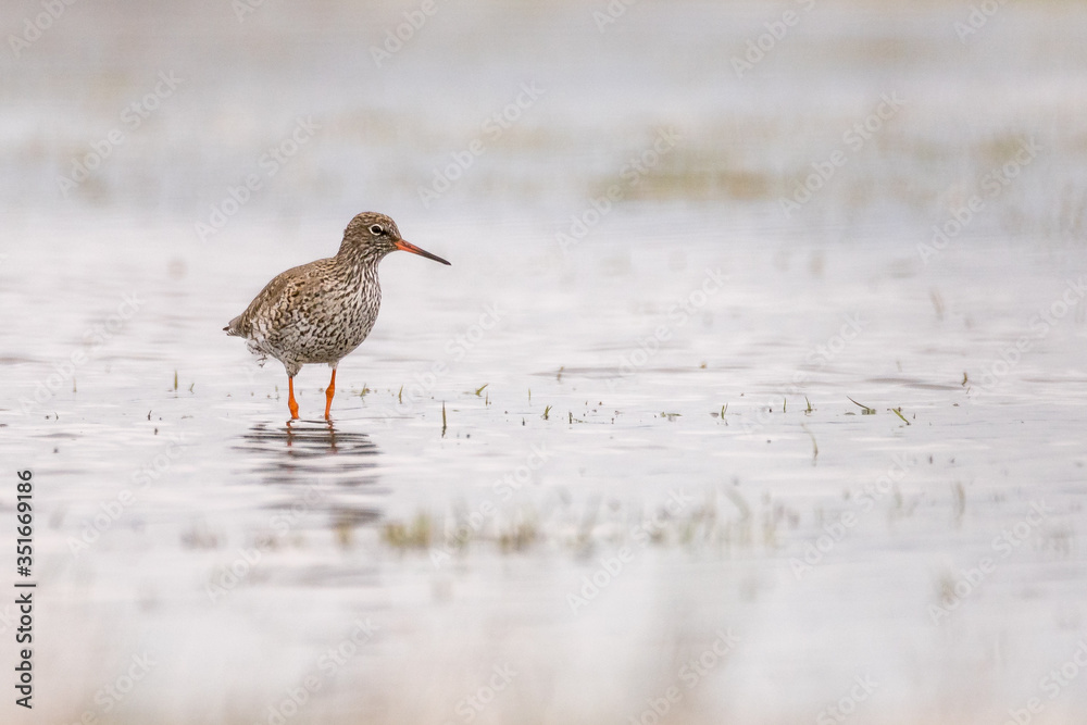 Common redshank (Tringa totanus) foraging in the water Common redshank (Tringa totanus) foraging in the water